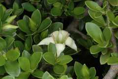 Himalrandia tetrasperma